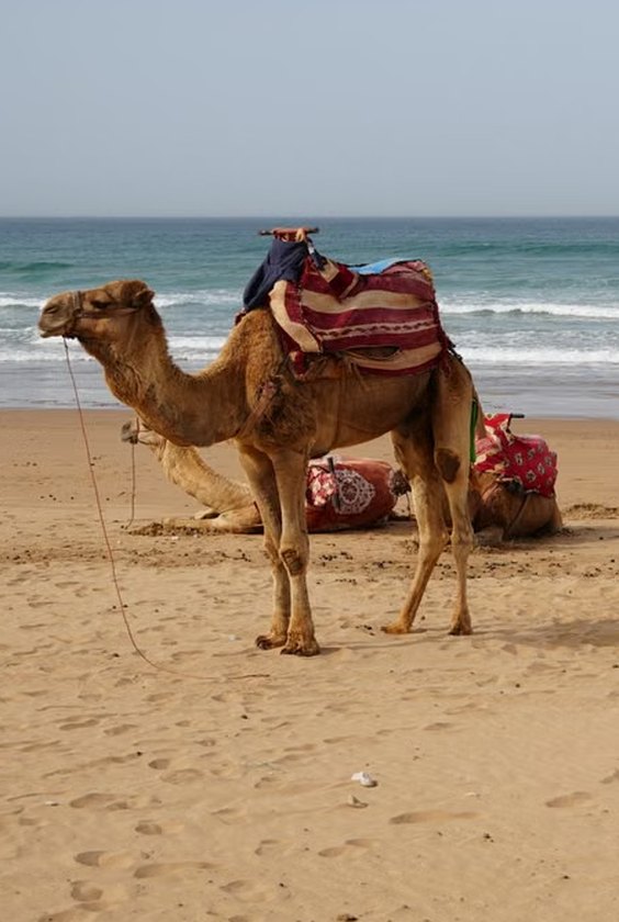 Dromadaires sur la plage d'Agadir au bord de l'océan